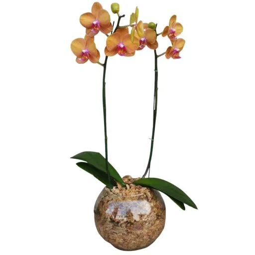 Orquidea amarilla II